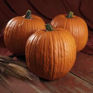 Cucurbita pepo 'Spartan' - Pumpkin, Spartan from My Organic Table