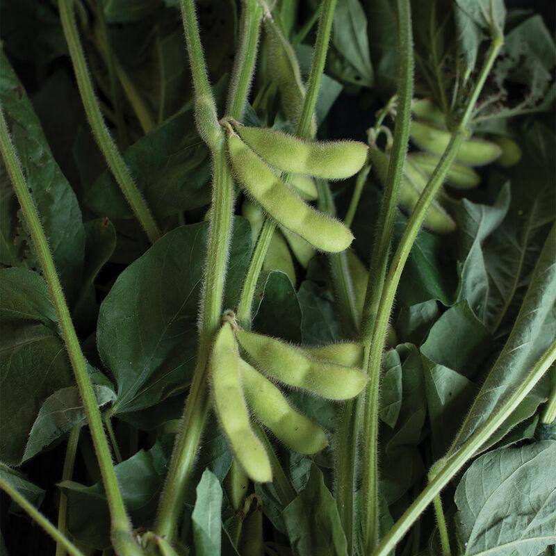 Glycine max 'Karikachi #3 (Edamame)' - Soybean Karikachi #3 (Edamame) from My Organic Table