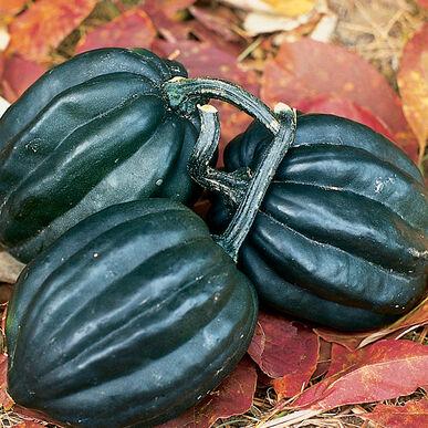 Cucurbita maxima 'Acorn' - Squash, Acorn from My Organic Table