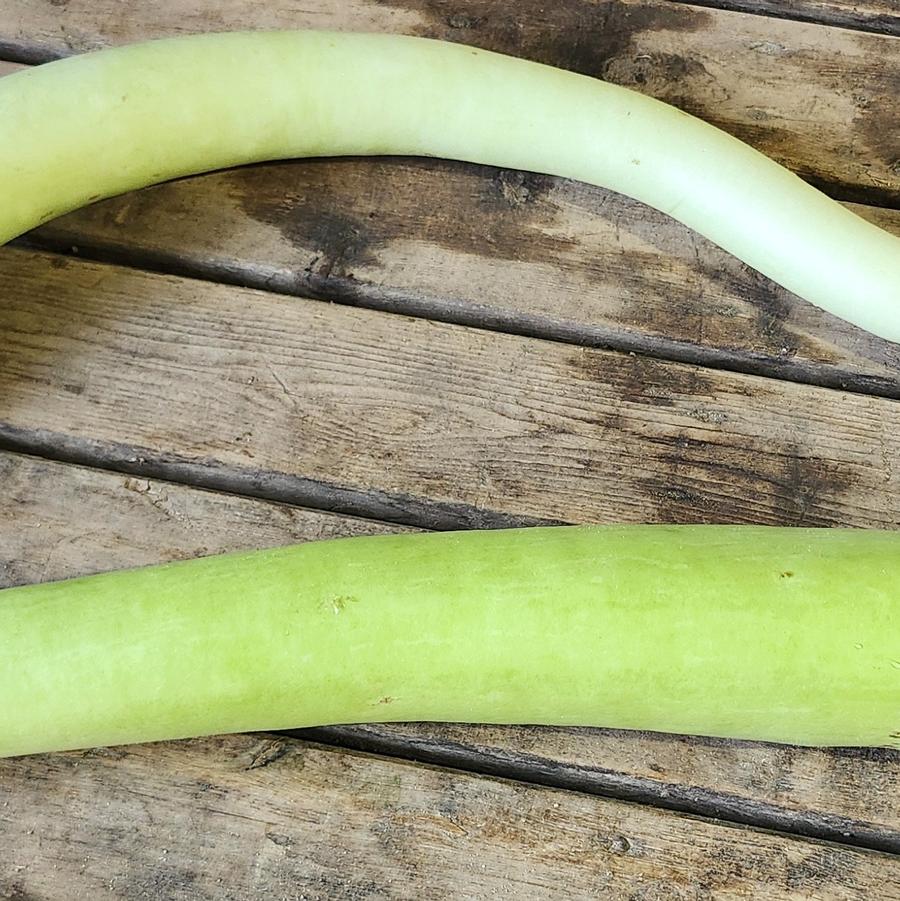Cucurbita maxima 'Cucuzza' - Squash, Cucuzza from My Organic Table