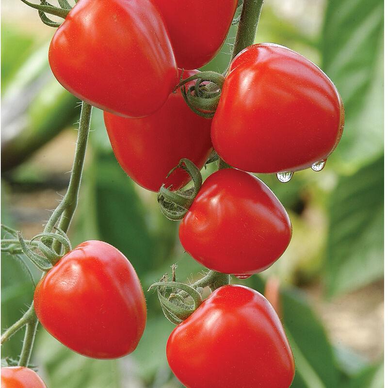 Solanum lycopersicon 'Tomatoberry' - Cherry Tomato from My Organic Table