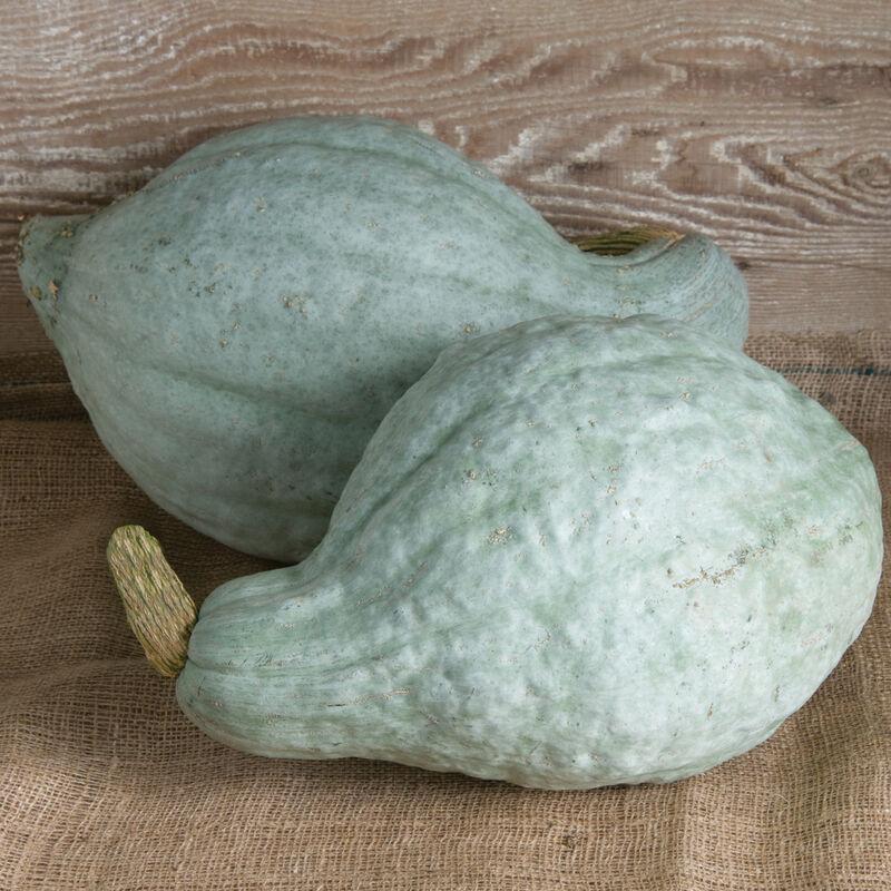 Cucurbita pepo 'Blue Hubbard' - Squash, Blue Hubbard from My Organic Table