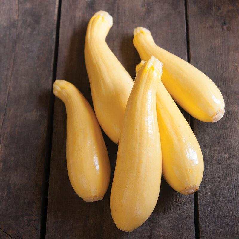 Cucurbita pepo 'Yellow Summer' - Squash, Yellow Summer from My Organic Table