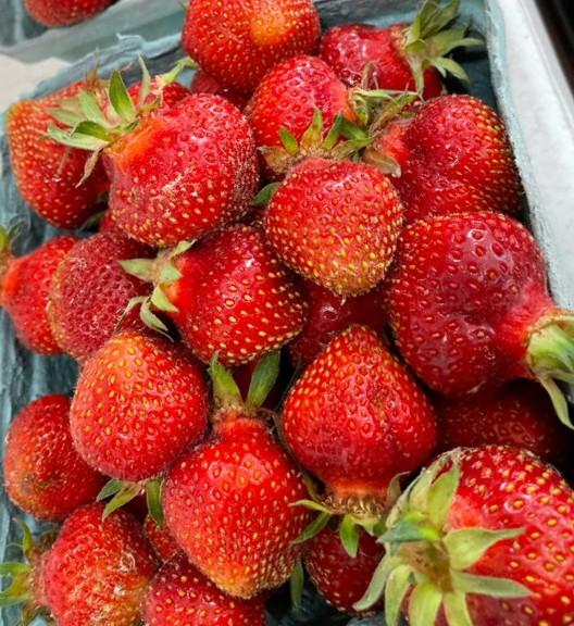 Fragaria ananassa 'Albion' - Strawberry Albion from My Organic Table