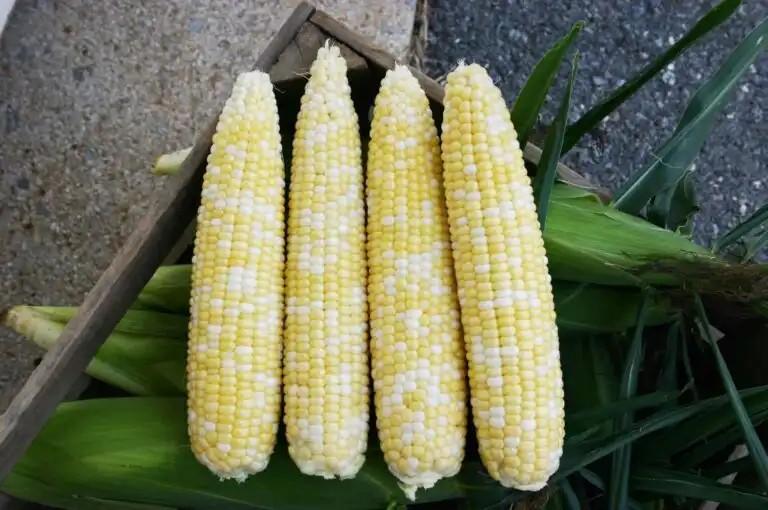 Zea mays 'Allure Bi-Color' - Sweet Corn, Allure Bi-Color from My Organic Table