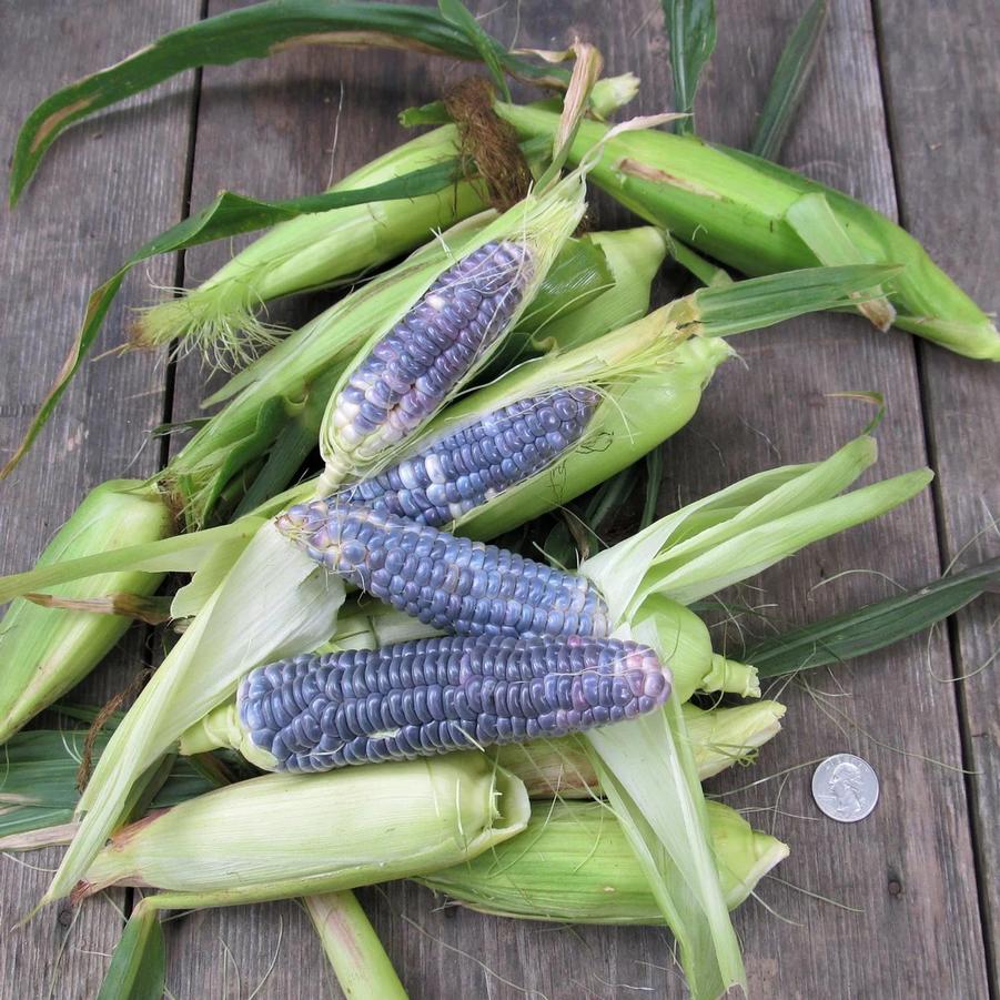 Zea mays 'Blue Jade Dwarf' - Sweet Corn, Blue Jade Dwarf from My Organic Table