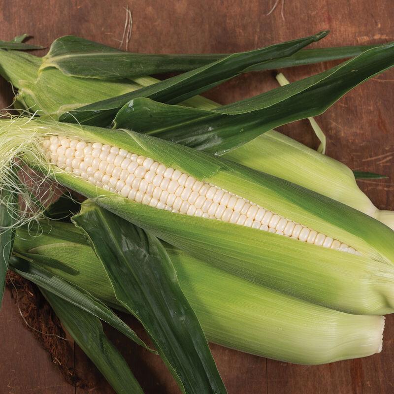 Zea mays 'Illusion - White' - Sweet Corn, Illusion - White from My Organic Table