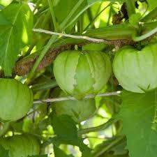 Physalis philadelphica 'Toma Verde' - Tomatillo, Toma Verde from My Organic Table
