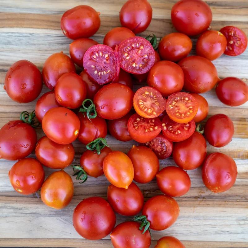 Solanum lycopersicum 'Datterini Red' - Tomato, Datterini Red from My Organic Table