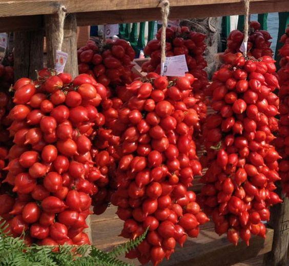 Solanum lycopersicum 'Piennolo Del Vesuvio' - Tomato, Piennolo Del Vesuvio from My Organic Table