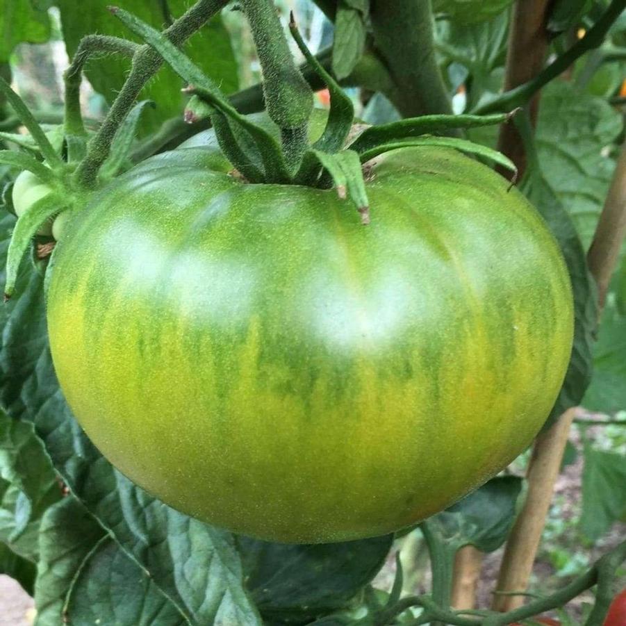 Solanum lycopersicum 'Aunt Ruby's German Green' - Tomato, Aunt Ruby's German Green from My Organic Table
