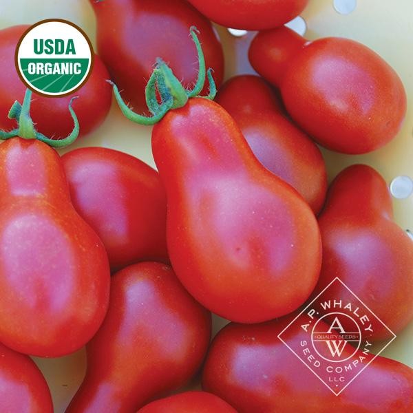 Solanum lycopersicum 'Austin's Red Pear' - Tomato, Austin's Red Pear from My Organic Table