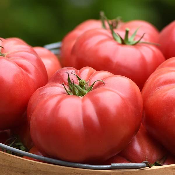 Solanum lycopersicon 'Wonderstar Red' - Tomato, Wonderstar Red from My Organic Table
