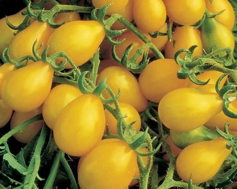 Solanum lycopersicum 'Beam's Yellow Pear' - Tomato, Beam's Yellow Pear from My Organic Table