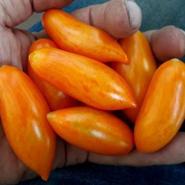 Solanum lycopersicum 'Blush 2.0' - Tomato, Blush 2.0 from My Organic Table