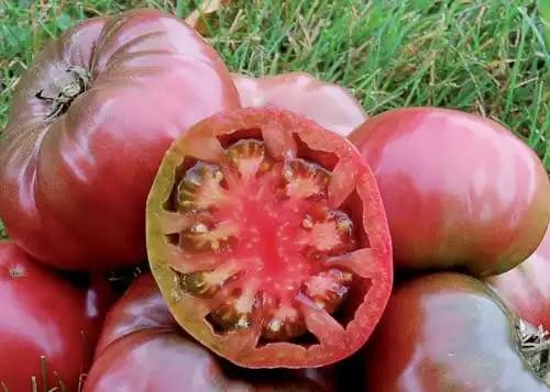 Solanum lycopersicum 'Cherokee Purple' - Tomato, Cherokee Purple from My Organic Table