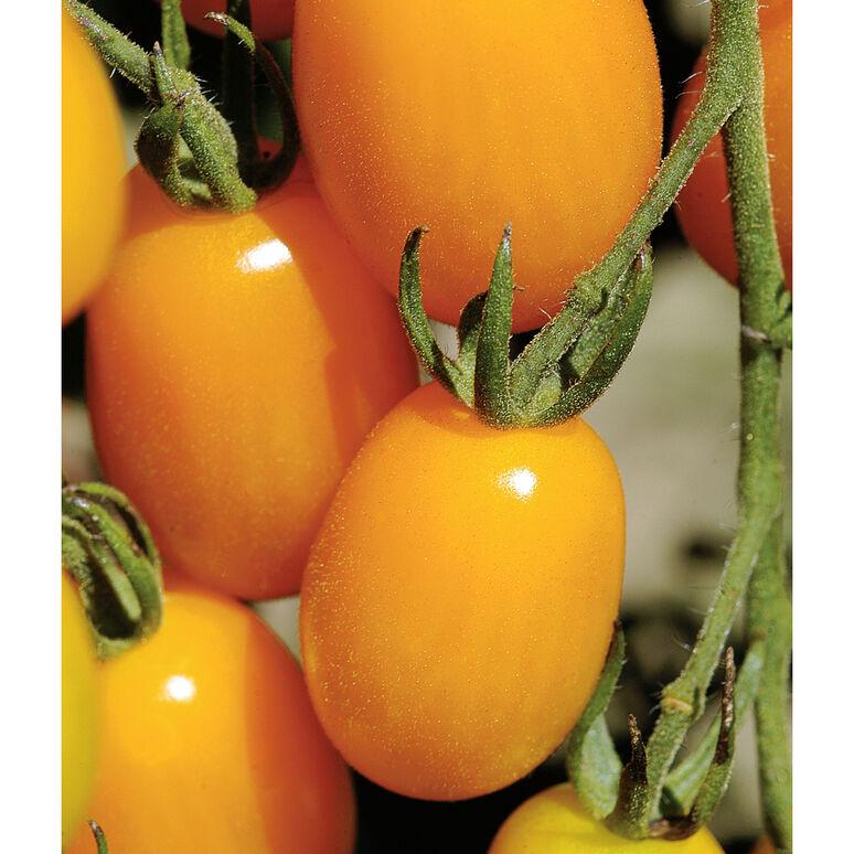 Solanum lycopersicum 'Golden Sweet' - Tomato, Golden Sweet from My Organic Table