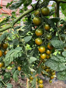 Solanum lycopersicum 'Green Bee' - Tomato, Green Bee from My Organic Table