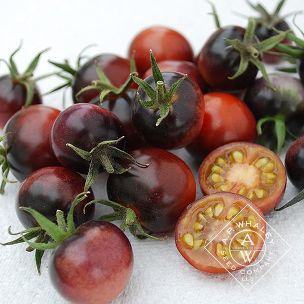 Solanum lycopersicum 'Indigo Blueberries' - Tomato, Indigo Blueberries from My Organic Table