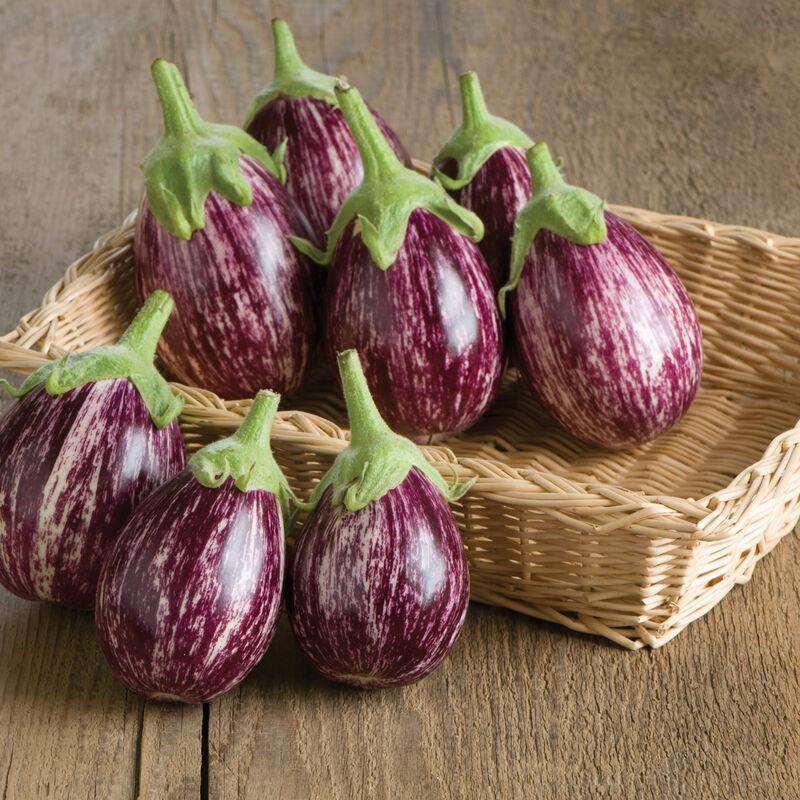 Solanum melongena 'Calliope' - Eggplant from My Organic Table