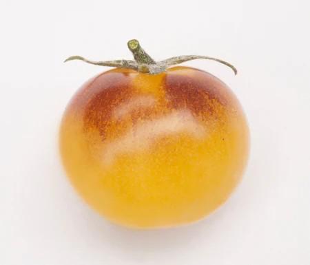 Solanum lycopersicum 'Indigo Cream Berries' - Tomato, Indigo Cream Berries from My Organic Table
