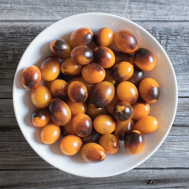 Solanum lycopersicum 'Indigo Kumquat' - Tomato, Indigo Kumquat from My Organic Table