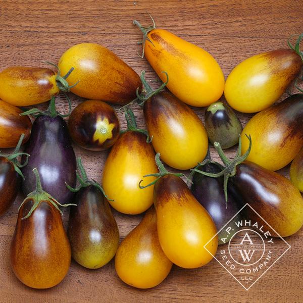 Solanum lycopersicum 'Indigo Pear Drops' - Tomato, Indigo Pear Drops from My Organic Table