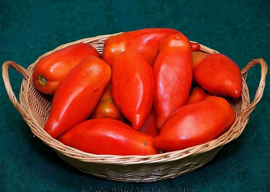 Solanum lycopersicum 'Jersey Devil' - Tomato, Jersey Devil from My Organic Table