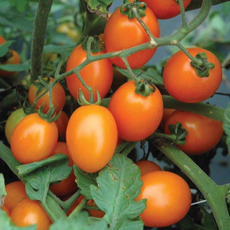 Solanum lycopersicum 'Lizziebelle' - Tomato, Lizziebelle from My Organic Table