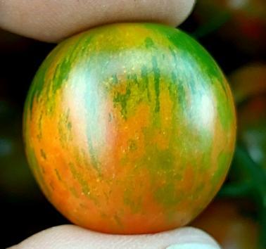 Solanum lycopersicum 'Lucky Bee' - Tomato, Lucky Bee from My Organic Table