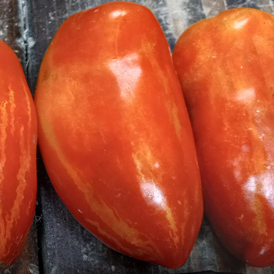 Solanum lycopersicum 'Marzano Fire' - Tomato, Marzano Fire from My Organic Table