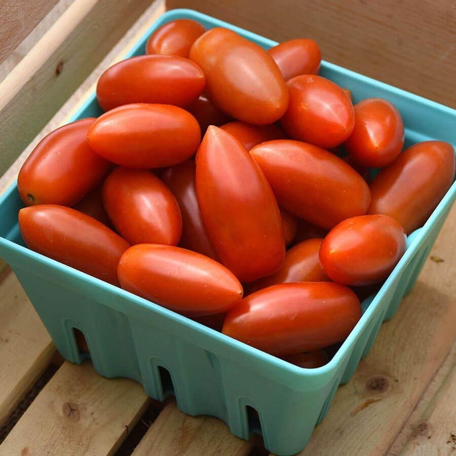Solanum lycopersicum 'Marzito' - Tomato, Marzito from My Organic Table