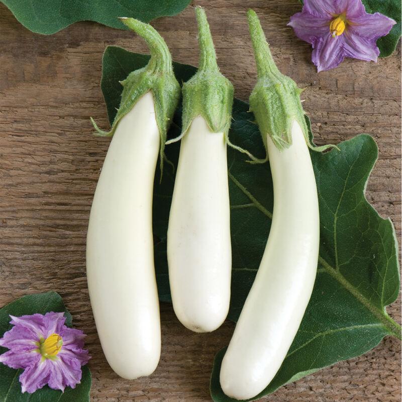 Solanum melongena 'Gretel' - Eggplant, Gretel from My Organic Table