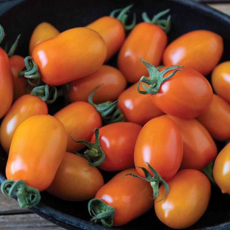 Solanum lycopersicum 'Mimosa' - Tomato, Mimosa from My Organic Table
