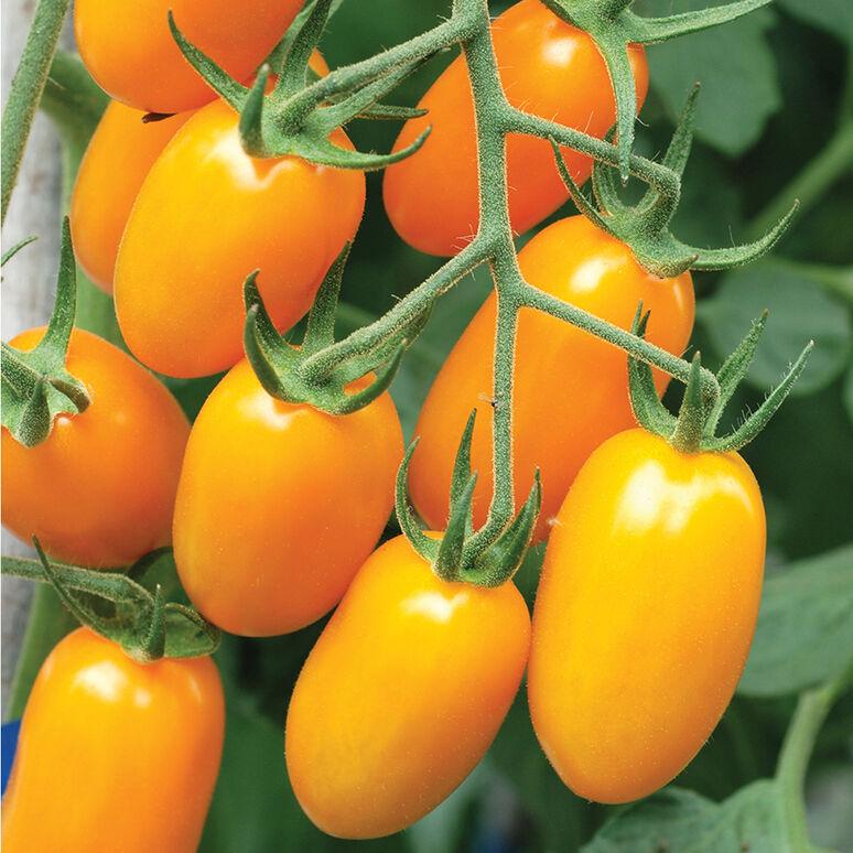 Solanum lycopersicum 'Nova' - Tomato, Nova from My Organic Table