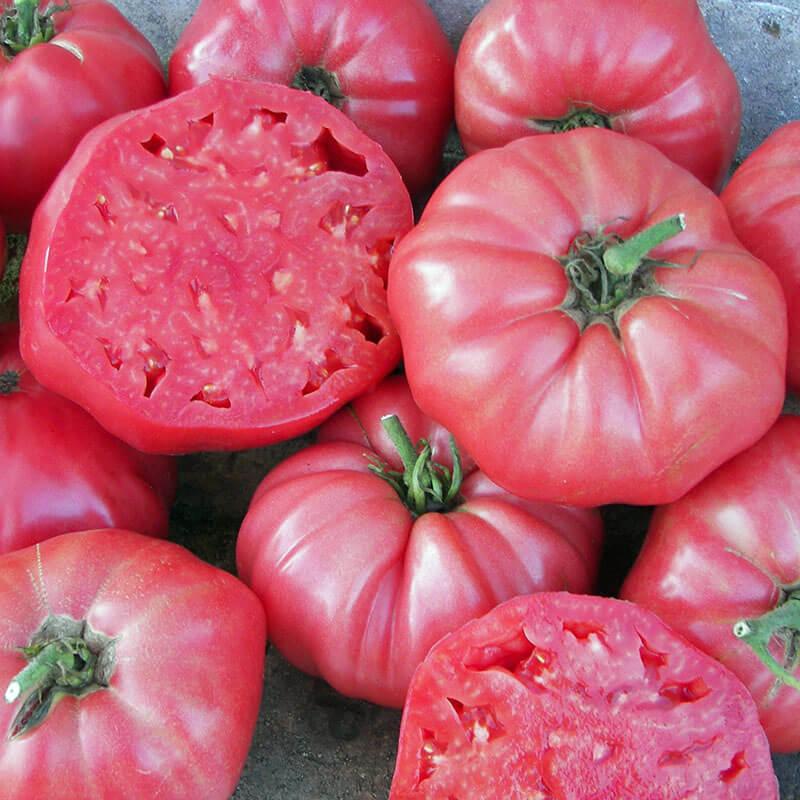 Solanum lycopersicum 'Pink Brandywine' - Tomato, Pink Brandywine from My Organic Table