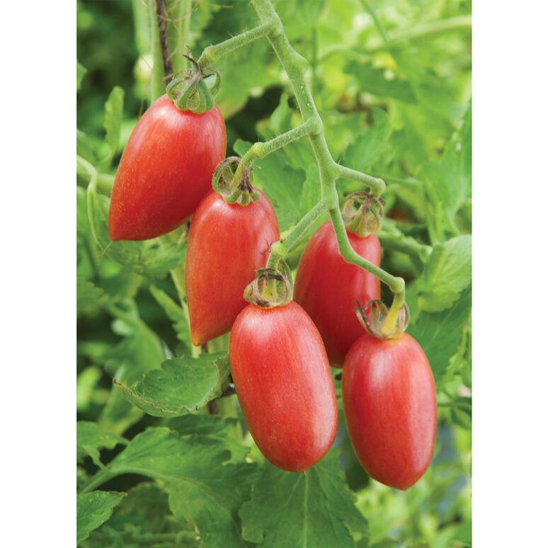 Solanum lycopersicum 'Pink Tiger' - Tomato, Pink Tiger from My Organic Table