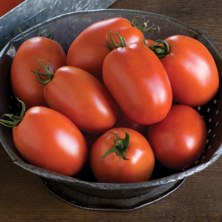 Solanum lycopersicum 'Plum Regal' - Tomato, Plum Regal from My Organic Table