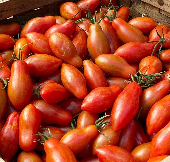 Solanum lycopersicum 'Prairie Fire' - Tomato, Prairie Fire from My Organic Table