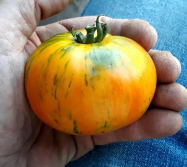 Solanum lycopersicum 'Rainbow Jazz Heart' - Tomato, Rainbow Jazz Heart from My Organic Table