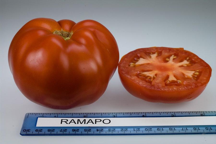 Solanum lycopersicum 'Ramapo' - Tomato, Ramapo from My Organic Table