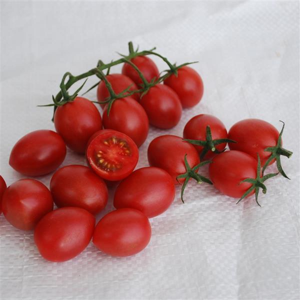 Solanum lycopersicum 'Raspberry Drop' - Tomato, Raspberry Drop from My Organic Table