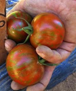 Solanum lycopersicum 'Raya Rey' - Tomato, Raya Rey from My Organic Table