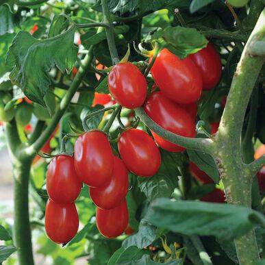 Solanum lycopersicum 'Red Pearl' - Tomato, Red Pearl from My Organic Table