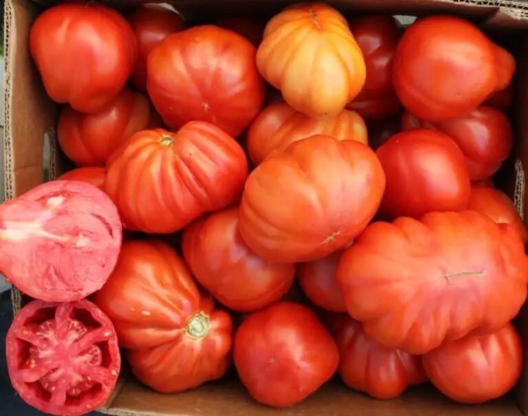 Solanum lycopersicum 'Riviera Cuor Di Bue Oxheart' - Tomato, Riviera Cuor Di Bue Oxheart from My Organic Table