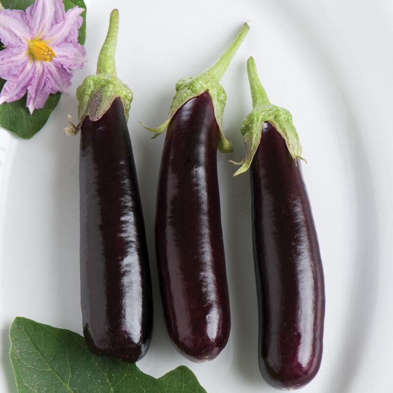 Solanum melongena 'Hansel' - Eggplant, Hansel from My Organic Table