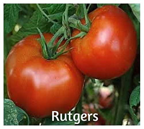 Solanum lycopersicum 'Rutgers 250' - Tomato, Rutgers 250 from My Organic Table
