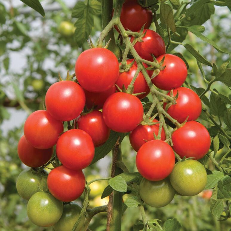 Solanum lycopersicum 'Sakura' - Tomato, Sakura from My Organic Table
