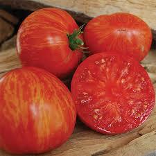 Solanum lycopersicum 'Solar Flare' - Tomato, Solar Flare from My Organic Table