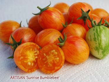 Solanum lycopersicum 'Sunrise Bumblebee' - Tomato, Sunrise Bumblebee from My Organic Table